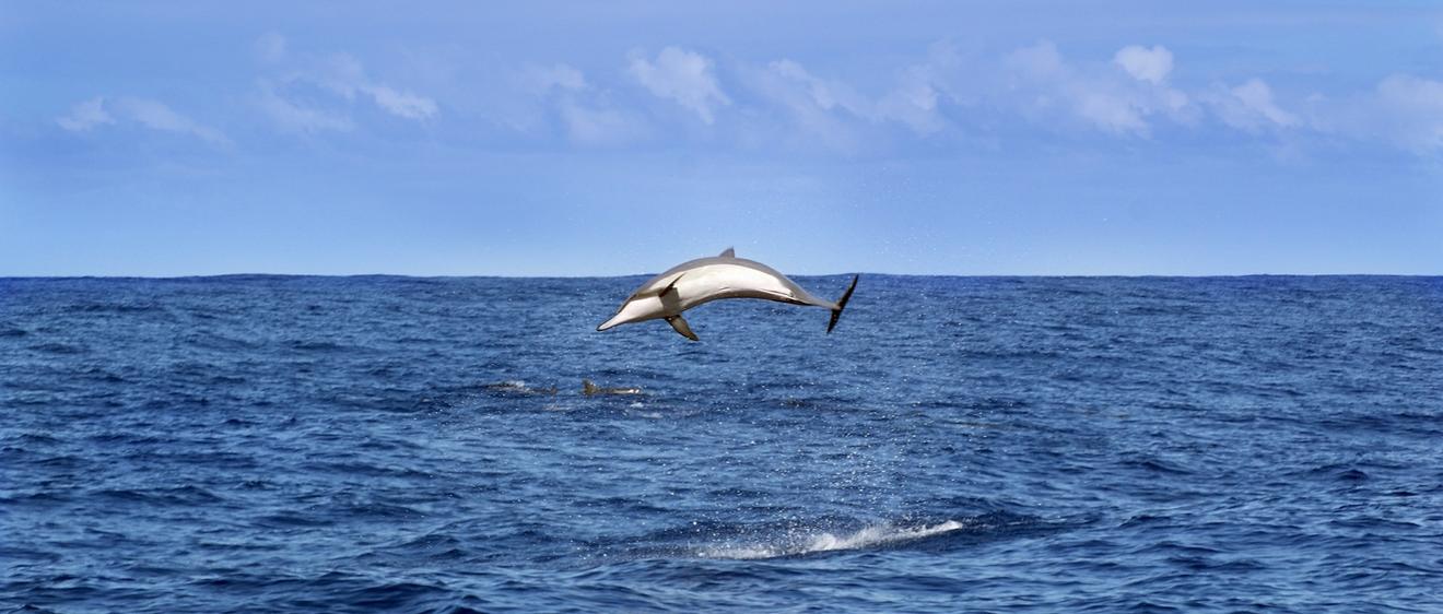 Passion pour les baleines et dauphins...