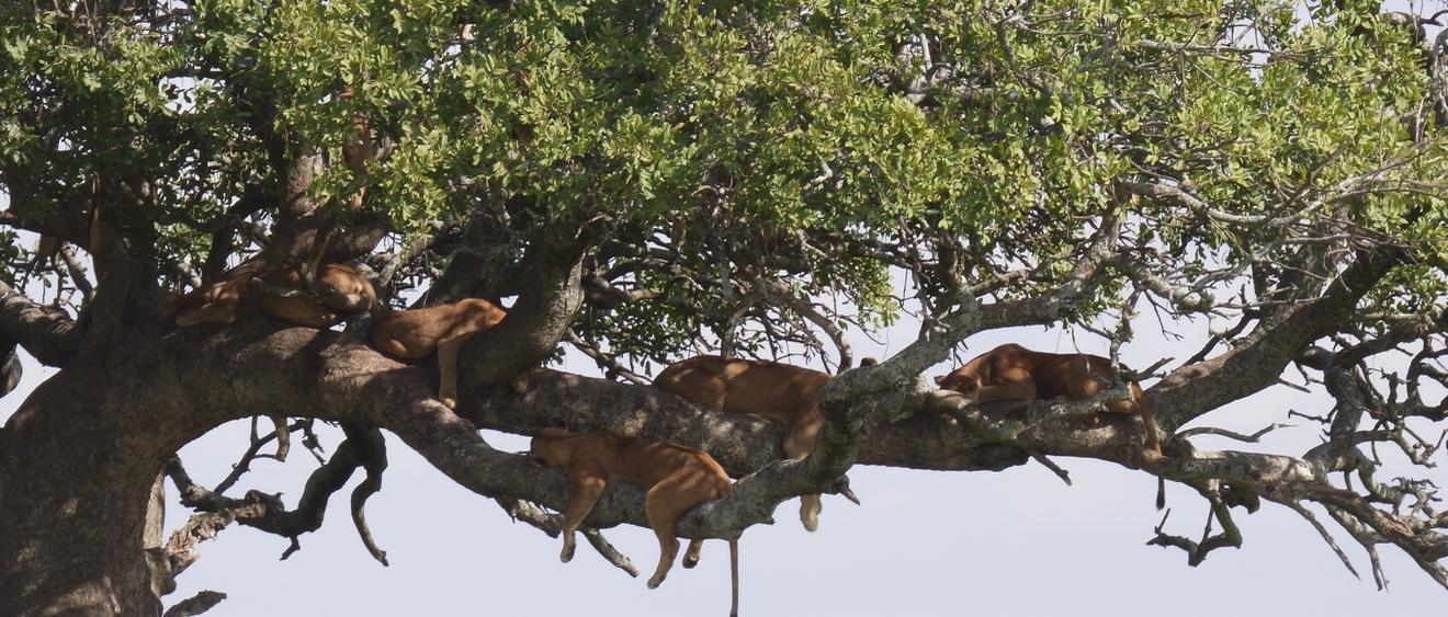 Lise, tu nous racontes ton tout premier safari?
