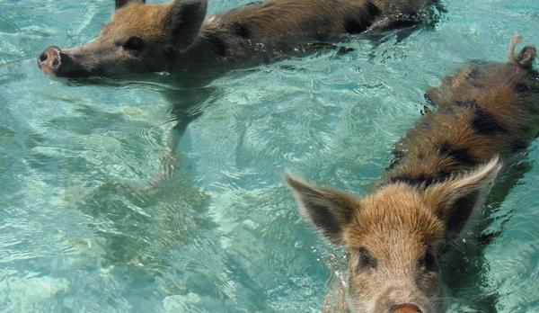 On vous emmène nager avec les cochons aux Bahamas !