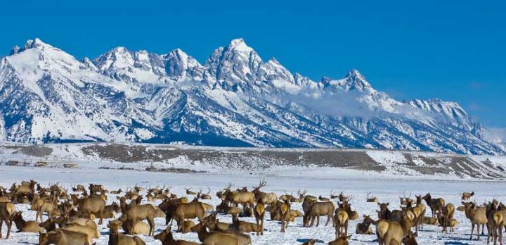 Yellowstone en hiver