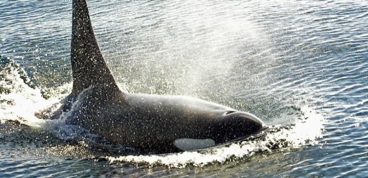 A la rencontre des orques et des baleines à Telegraph Cove