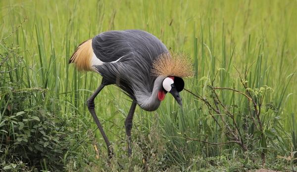 Ouganda, destination safari préservée ?