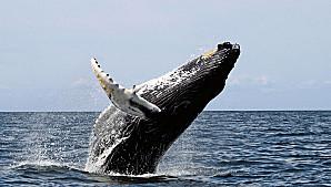 A la rencontre des baleines des îles Mingan