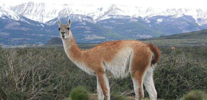 Lamas VS chevaux dans la région de Salta