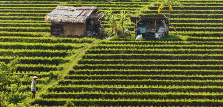 Immersion aux Célèbes et Bali