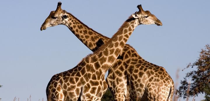 Voyage en famille en Afrique du Sud