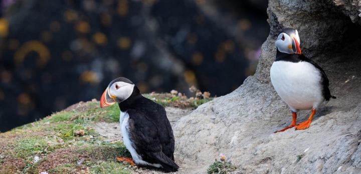 Voyage entre parenthèses, dans les îles Shetland et Orcades (extension)