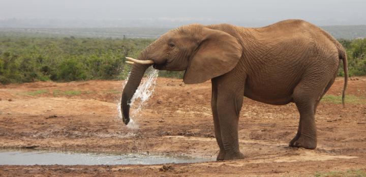 Afrique du Sud sans palu: Paysages et animaux sauvages