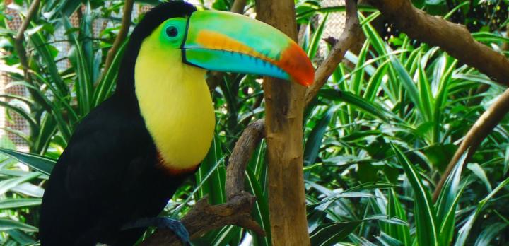 Voyage en famille au Costa Rica : observations animalières, jeux d'eau, balades en forêt...