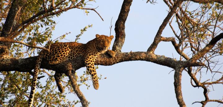Afrique du Sud, safaris à pied et en 4x4 en réserve du Kruger