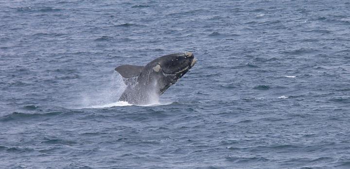 Observez les baleines d'Afrique du Sud