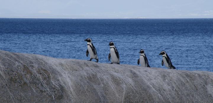 Les incroyables paysages de Cape Town à Port Elizabeth !