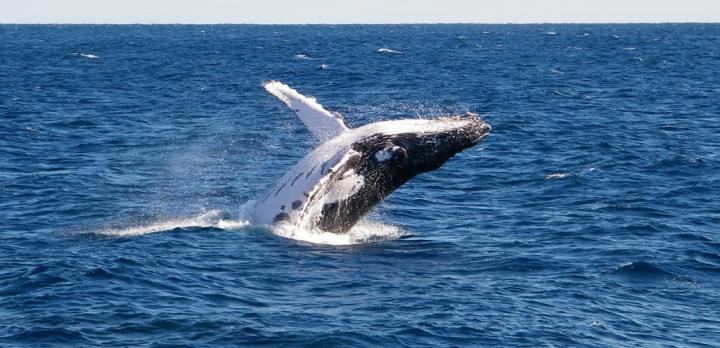 Voyage Ouest de l'Australie : Perth, Margaret River & les Pinnacles