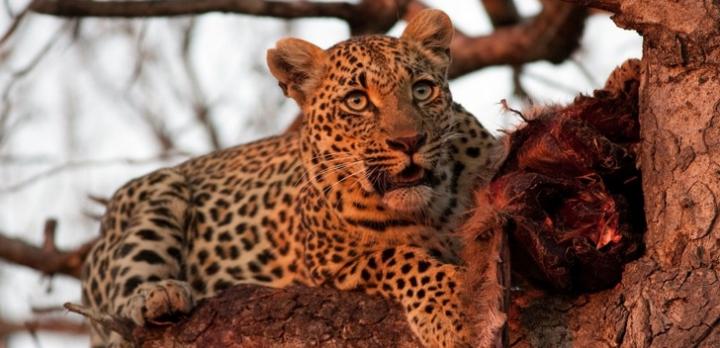 Voyage de noce en Afrique du Sud