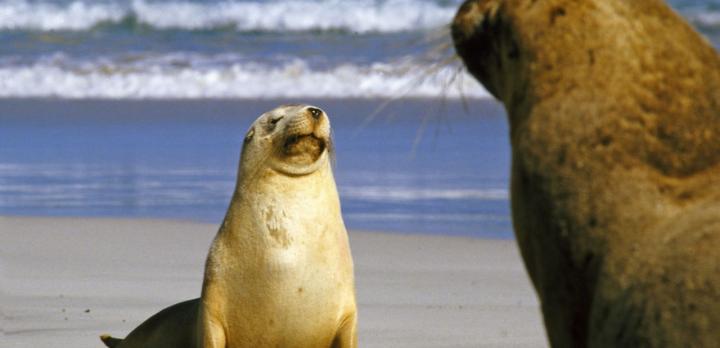 Voyage aventure : Kangaroo Island, Flinders range, Désert de Simpson et Centre Rouge