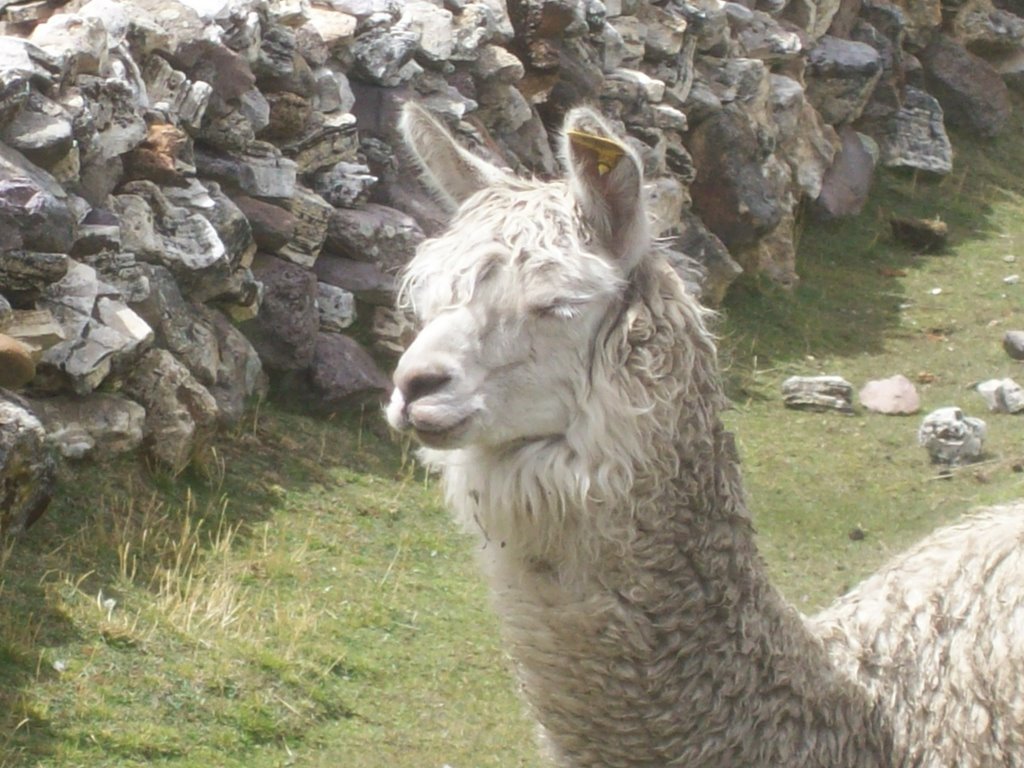 Rencontre avec l'alpaga au coeur des Andes péruviennes