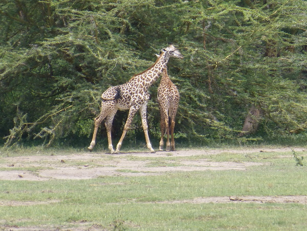 Tanzanie + Zanzibar : le combo parfait pour un voyage réussi