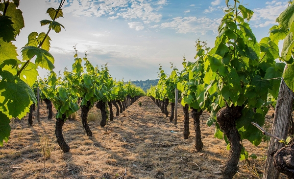 france beaujolais - kamusta23 on Pixabay.jpg