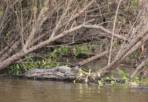 bassin atchafalaya 500.jpg