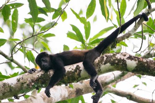 singe hurleur - Marvin Blanco de Pixabay.jpg