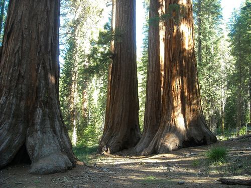 sequoia parc-artturner from Pixabay.jpg