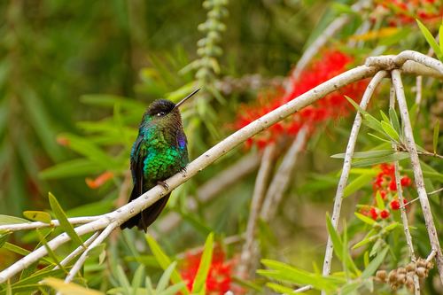 colibri - Kerstin Wießer-Buchholz de Pixabay.jpg