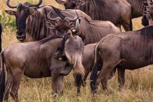 serengeti gnous Antony Trivet from Pixabay.jpg