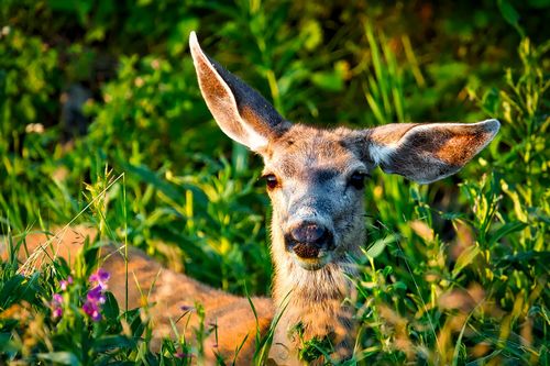 mule-deer-yellowstone - David Mark from Pixabay.jpg