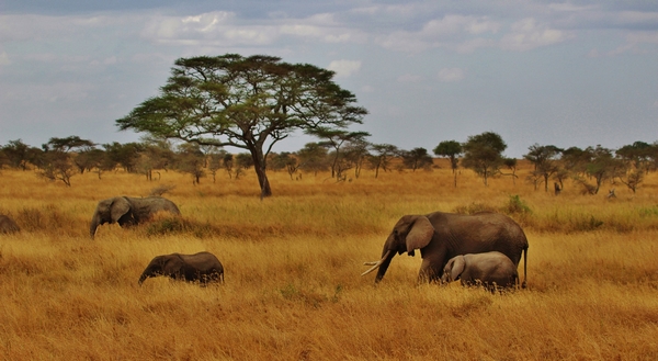 zanzibar combiné tanzanie - Michelle Raponi from Pixabay 600.jpg