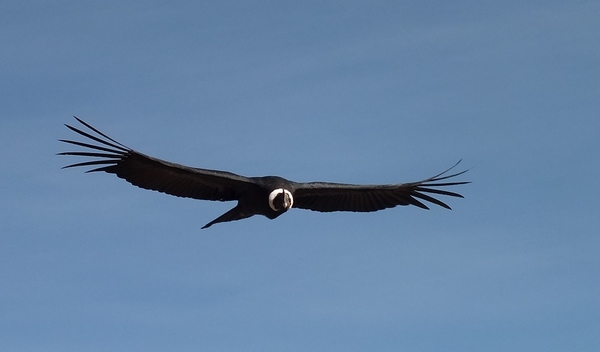 argentine condor - wladimir rupcich on Pixabay 600.jpg