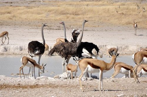 Etosha 500 - katja from Pixabay.jpg