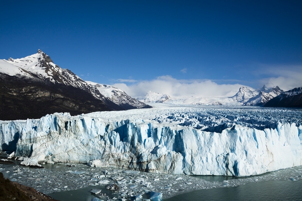 argentine calafate - Auluz Auluz en Pixabay 600.jpg