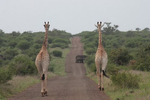 safari afrique du sud - moniera de Pixabay.jpg