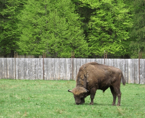 pologne - Bialowieza_Ulciakk on Pixabay 600.jpg