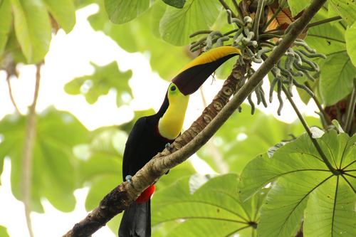 toucan-Tanja Wilbertz de Pixabay.jpg