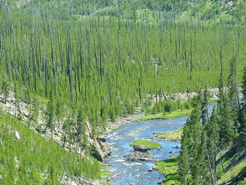 yellowstone-nature-David Mark from Pixabay.jpg