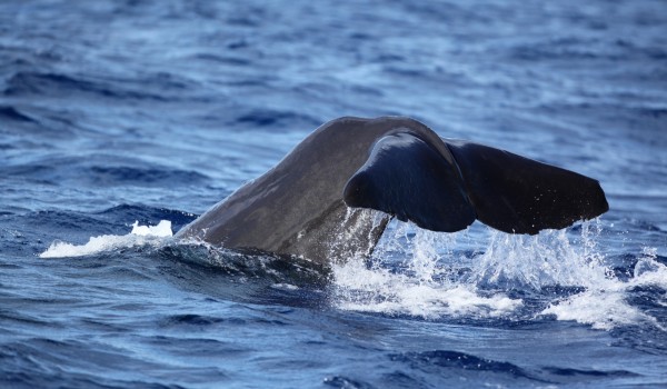 Observation des baleines