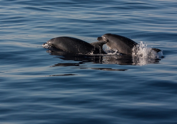 Rencontrez les dauphins en liberté à l'arrière saison (du 1er Oct au 31 Mai) !