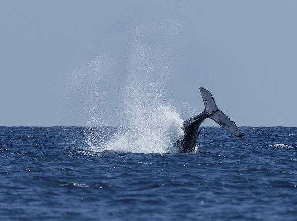 Observer les baleines depuis Boston