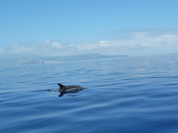 Observation des baleines et des dauphins en embarcation semi-rigide