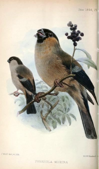 Admirer les oiseaux endémiques de l'archipel