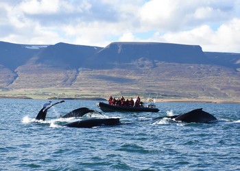 Observation des baleines dans Eyjafjord