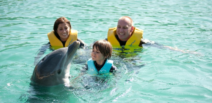 Rencontre avec les dauphins