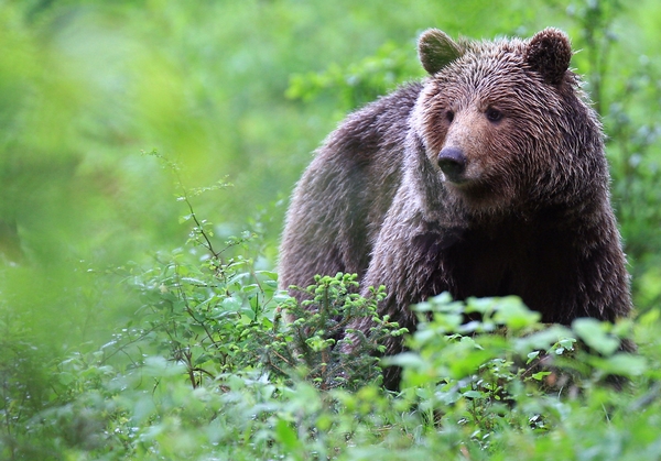 Observation des ours