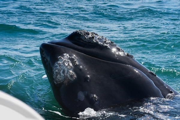Rencontre rapprochée avec les baleines