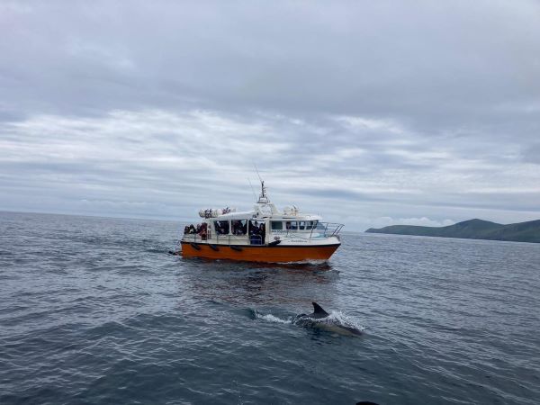 Excursion en bateau avec les dauphins