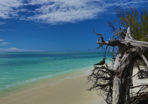Rodrigues, Journée à l'île aux Cocos