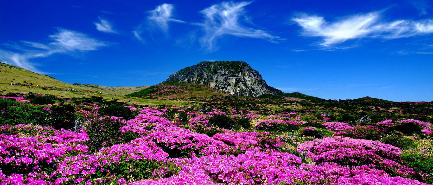 Découvertes nature à Jeju