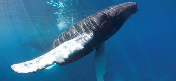 Observation de baleines et dauphins