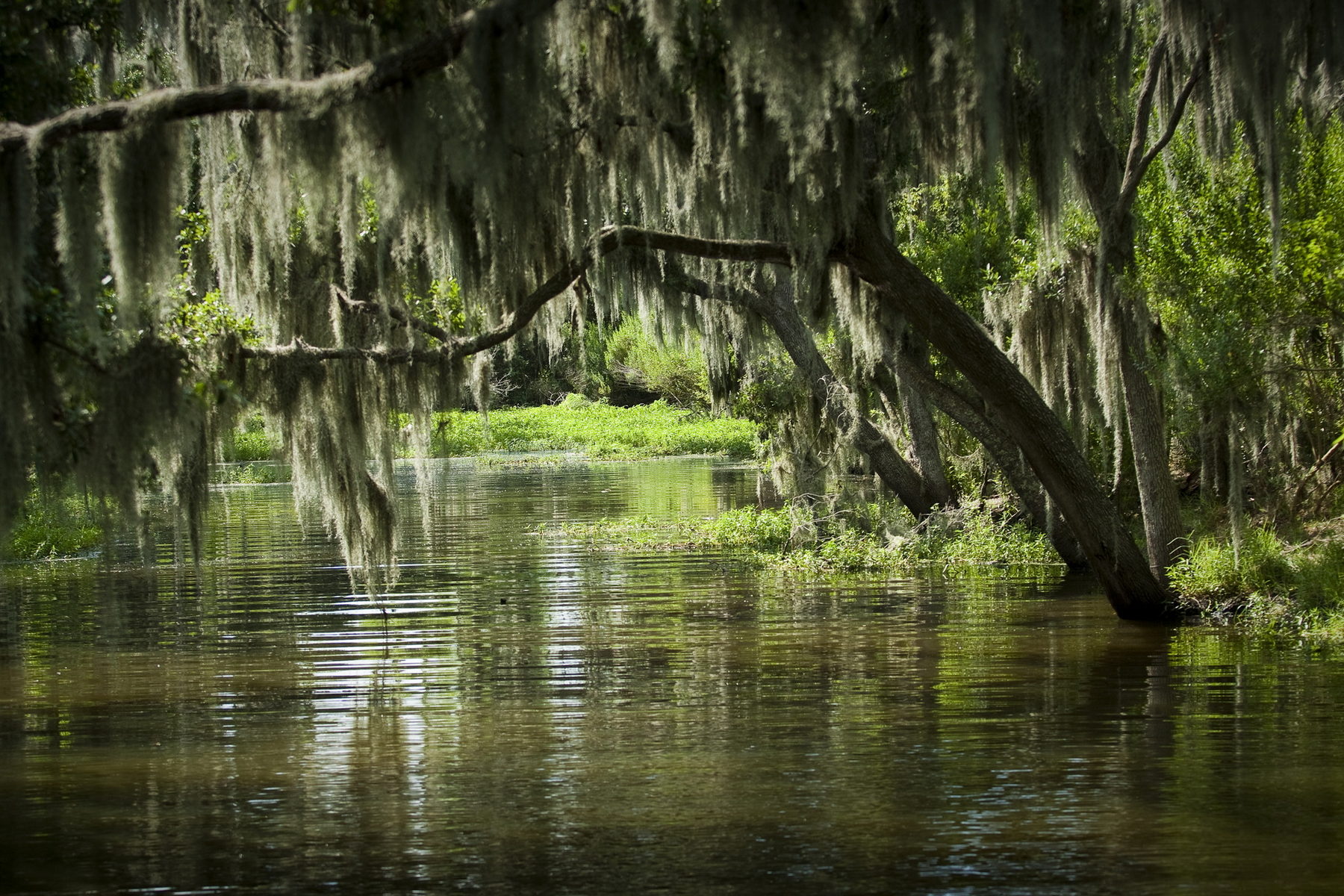 Immersion en pays Cajun